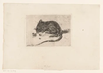 Muis