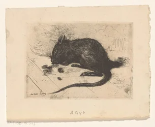 Muis