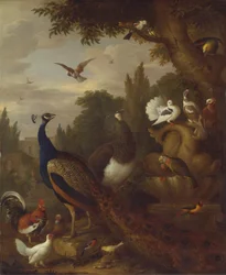 Pauw, Pauwhen, Papegaaien, Kanarie en Andere Vogels in een Park