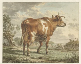 Roodbonte koe in een landschap