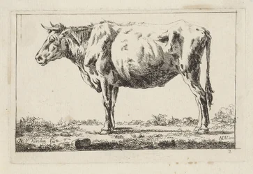 Staand rund, naar links