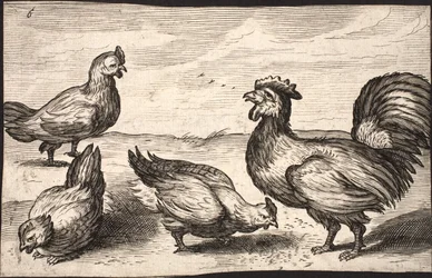 Een haan met drie hennen