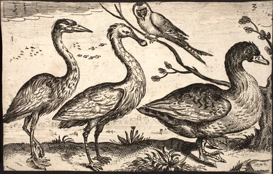 Reiger, lepelaar, vogel en gans