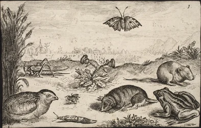 Kleine dieren en insecten: sprinkhaan, vlinder, veldmuis, patrijs, bij, slak, mol en kikker