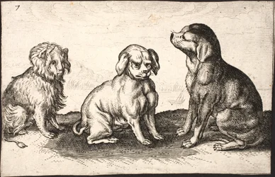 Drie kleine honden