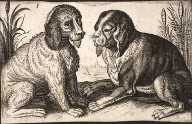 Twee honden aan een meer