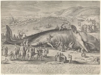 Walvis gestrand bij Berckhey, 1598