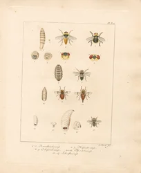 Diverse vliegensoorten en hun ontwikkelingsstadia (handgekleurde kopergravure)