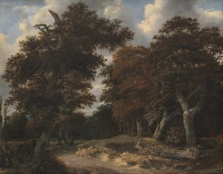 Weg door een eikenbos