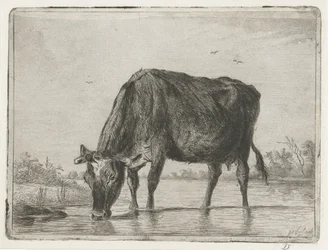 Drinkende koe