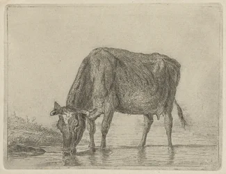 Drinkende koe