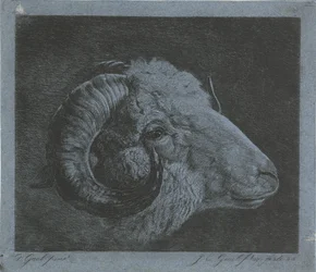 Kop van een ram met naar het oog gekromde hoorn