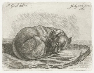 Slapende hond, liggend op een deken