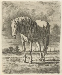 Staand wit paard