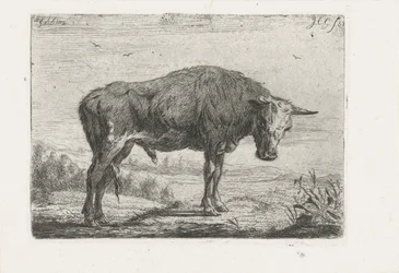Staande stier