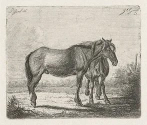 Twee paarden