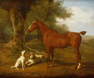 Een Kastanjebruine Jager met een Briard en een Dalmatiër