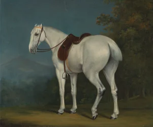 Het grijze jachtpaard van een dame