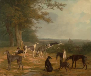 Negen windhonden in een landschap