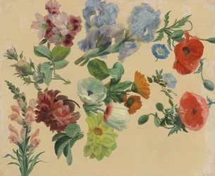 Studies van zomerbloemen
