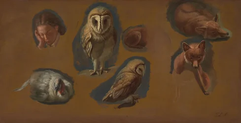 Studies van een vos, een kerkuil, een pauwhen en het hoofd van een jonge man