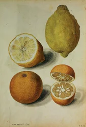 Citroenen: Citrus limonum en Citrus aurantium, c.1568 (aquarel op papier)