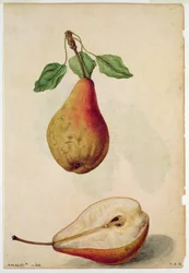 Peer: Pyrus communis, c.1568, door J.le Moyne de Morgues (c.1530-88)