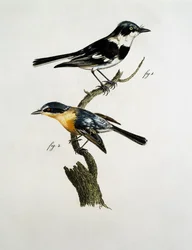 Mannelijke en vrouwelijke Pririt Batis (Batis pririt)
