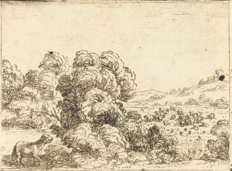 Schaap Roept Lam