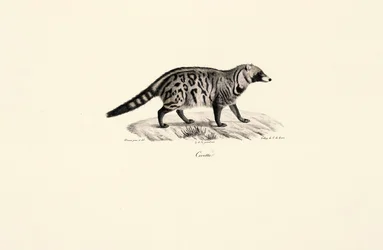 Afrikaanse Civet (Civettictis civetta)