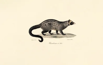 Afrikaanse Civet