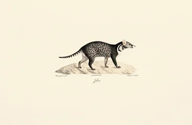 Afrikaanse Civet