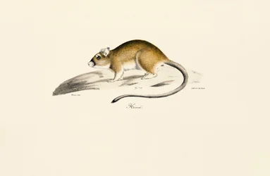 Afrikaanse Gerbil