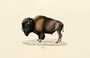 Amerikaanse bizon