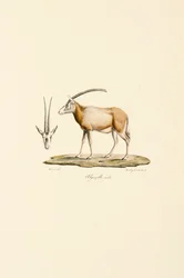 Arabische gazelle