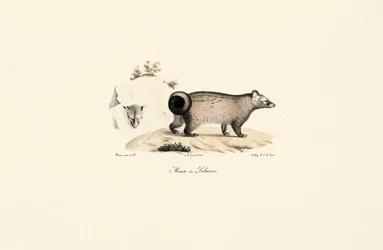 Aziatische Palm Civet