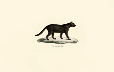 Zwartvoetkat