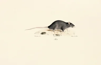Zwarte rat