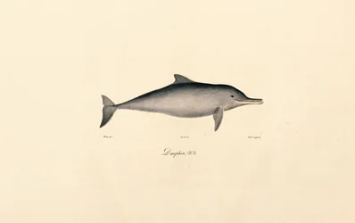 Tuimelaardolfijn (Tursiops truncatus)