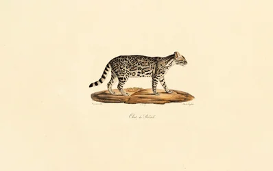 Braziliaanse tijgerkat