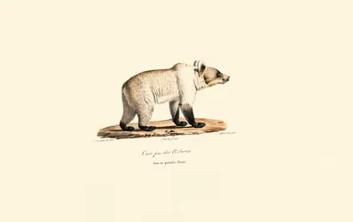 Cantabrische Bruine Beer (Ursus arctos pyrenaicus)