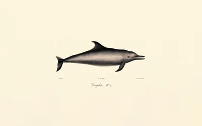 Gewone dolfijn (Delphinus delphis)
