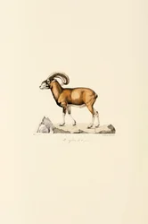 Corsicaanse Mouflon