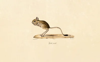 Egyptische Gerbil (Vrouwelijk)