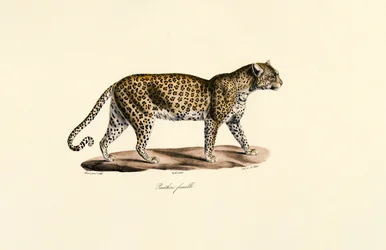 Vrouwelijk luipaard