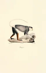 Vrouwelijke Patas Aap