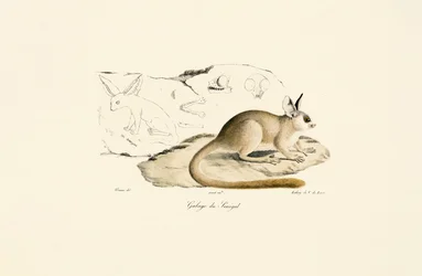 Fennevos