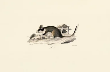 Garden Dormouse