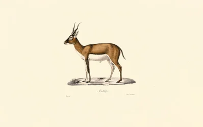 Gestreepte gazelle