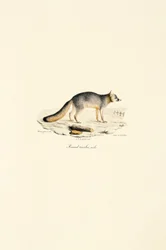 Gray Fox Male (Urocyon cinereoargenteus)